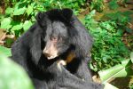 056. Sunbear bij Kuang Si opvangcentrum.jpg